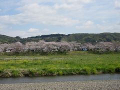 瀬戸川の桜、満開です。