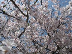 ほら、御覧の通り。美しい桜の花です。