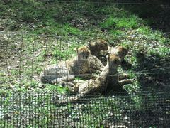 かわいい！！猫ちゃんみたい！！