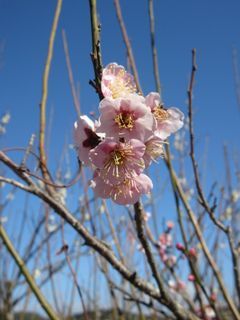 かわいい梅の花